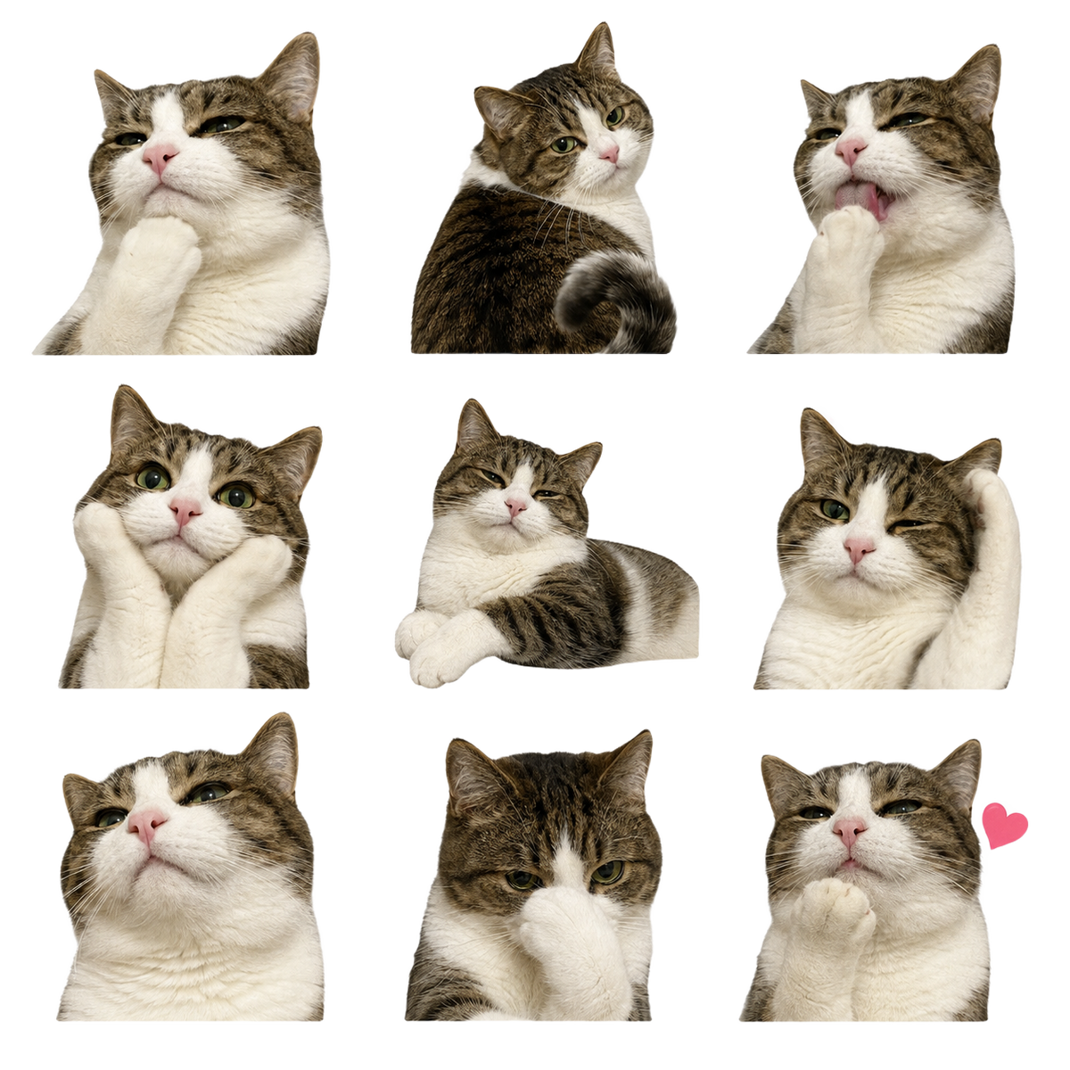 Lovely Meow