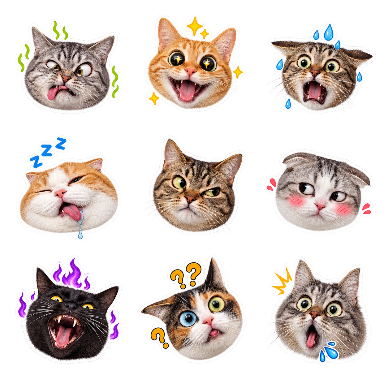 Cat Meme