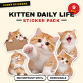 Kitten Daily Life