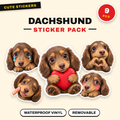 Dachshund