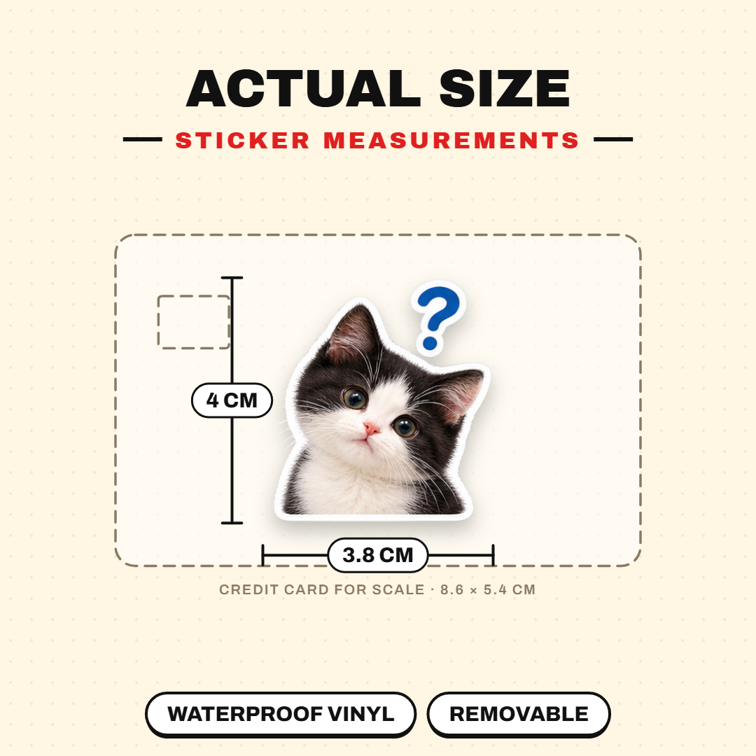 Cat Reactions