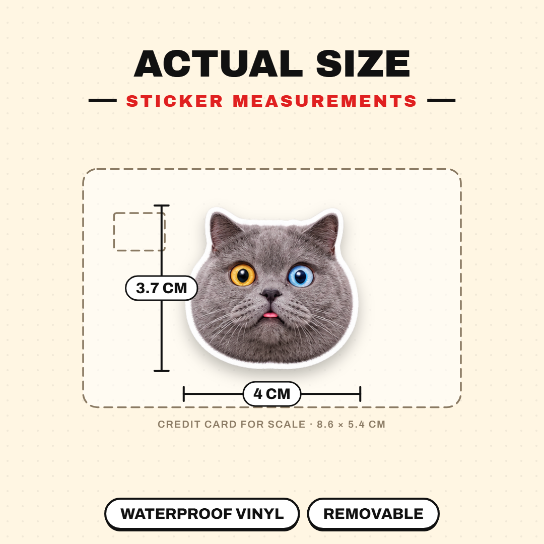 Exaggerated Cat Faces