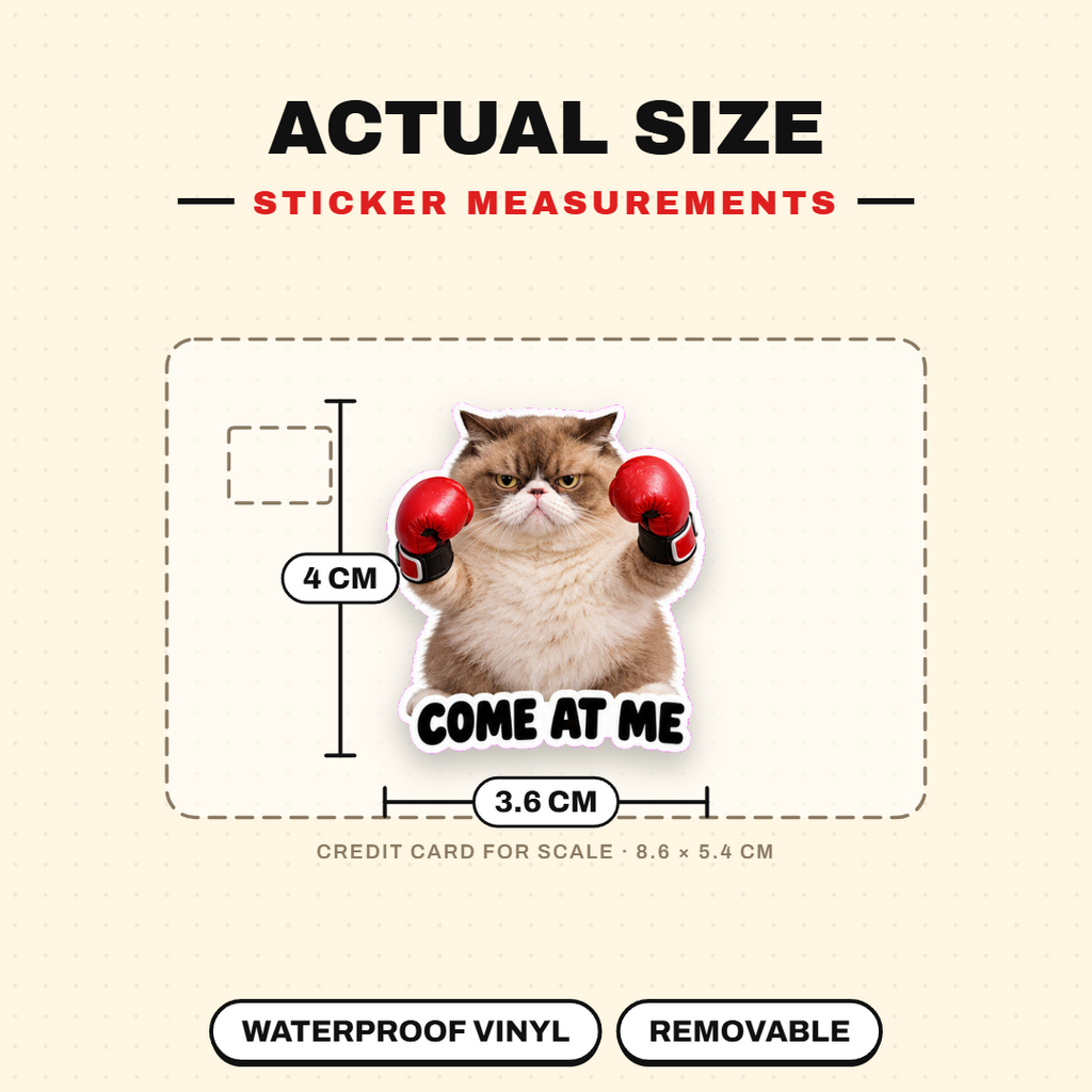 Boxing Cat