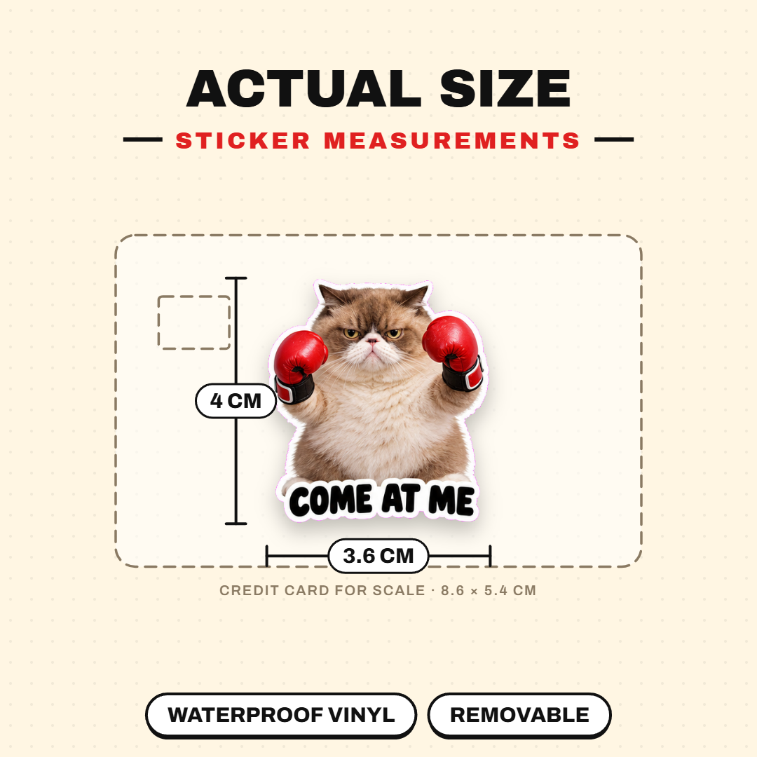 Boxing Cat
