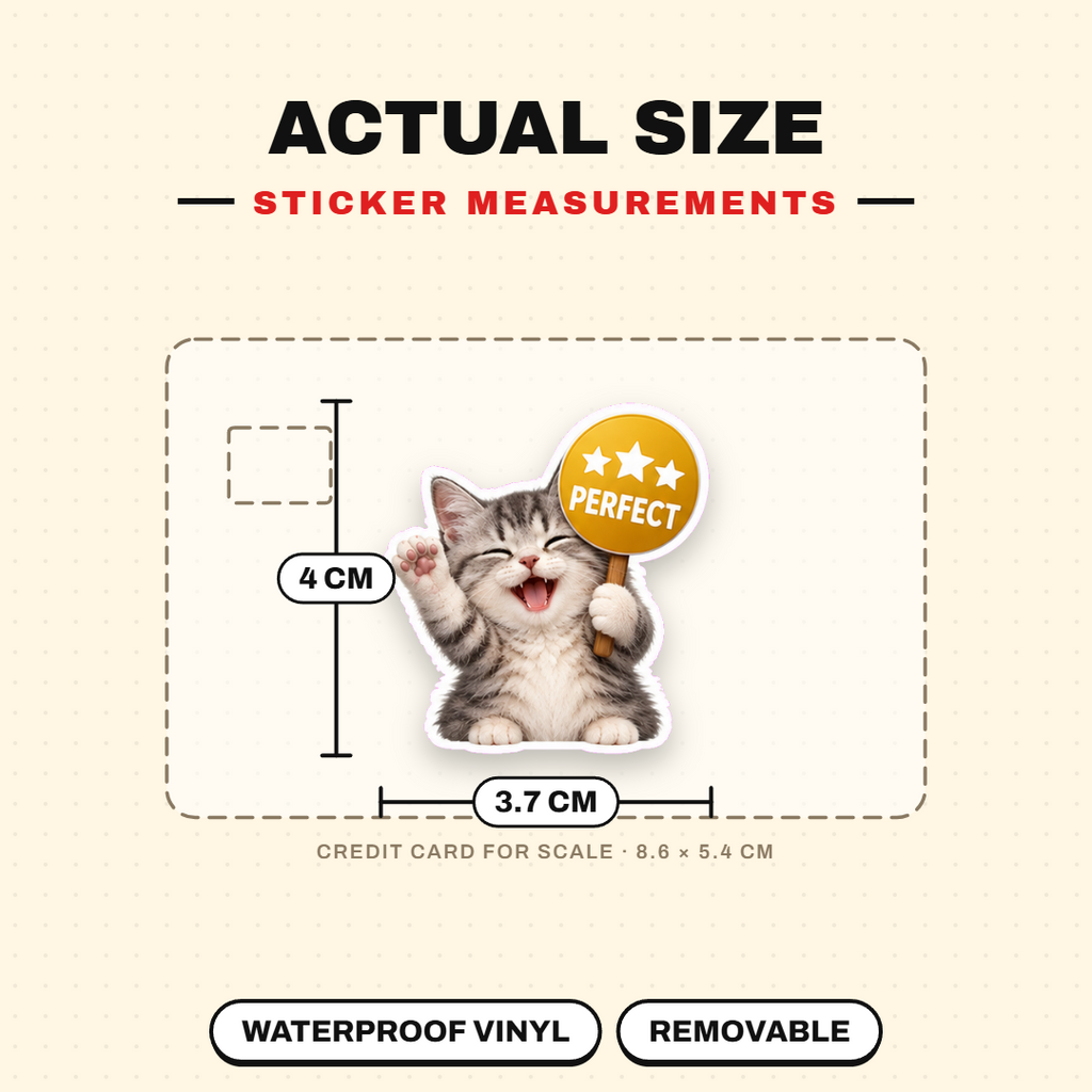 Sign Board Cat