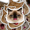 Exaggerated Cat Faces