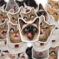 Glam Cat Reactions